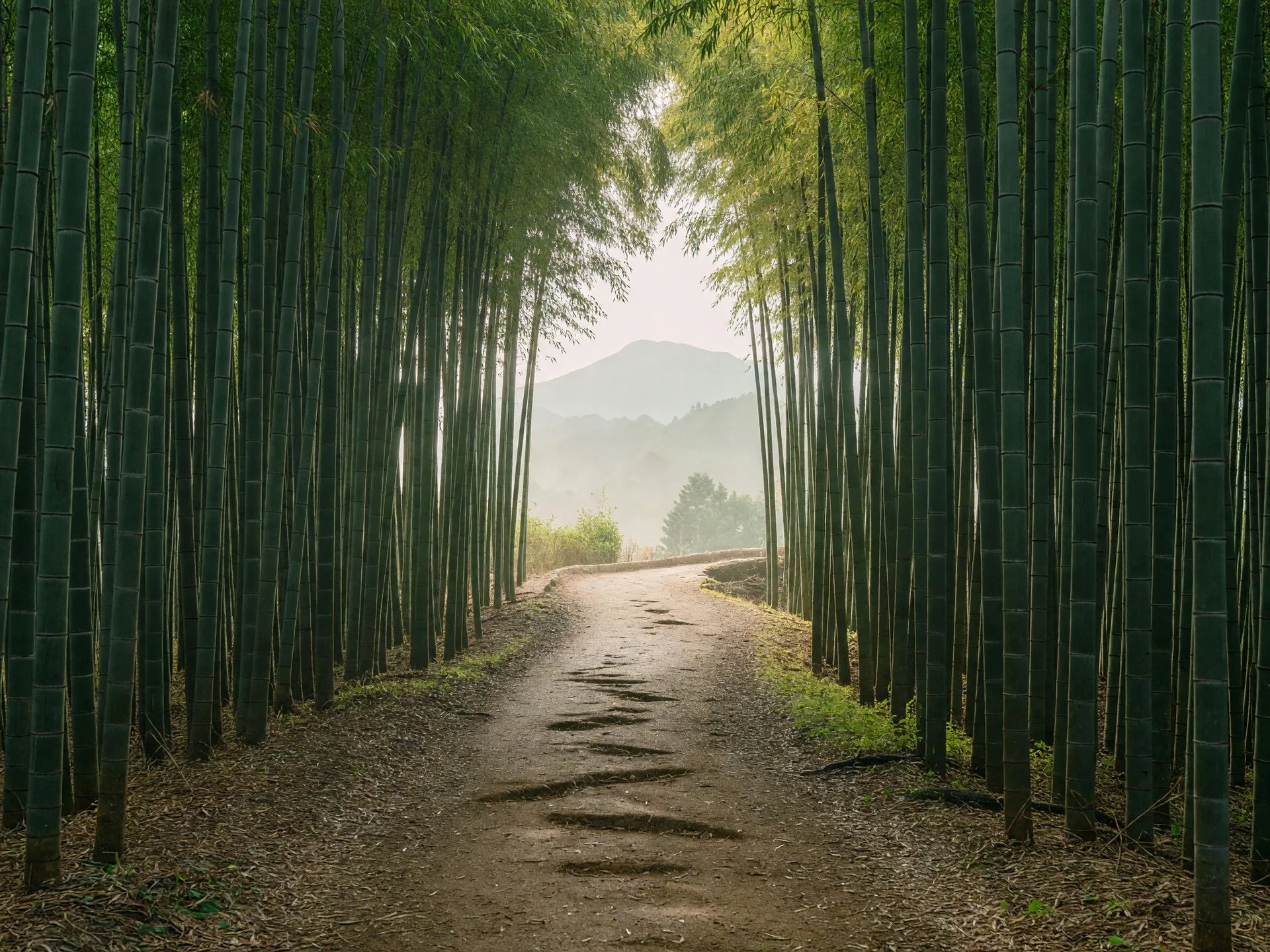 竹林の中を通る山道